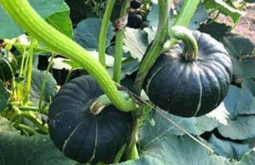 吃瓜吃火的网红叫什么,网红“吃瓜吃火”现象背后的故事与启示